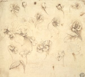 Étude des fleurs de plantes herbacées (Briza Maxima) c.1481-83 - Leonardo da Vinci
